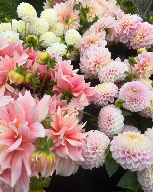 Shop Dahlia Tubers