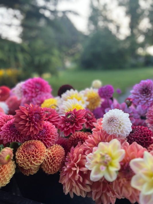 Bouquets