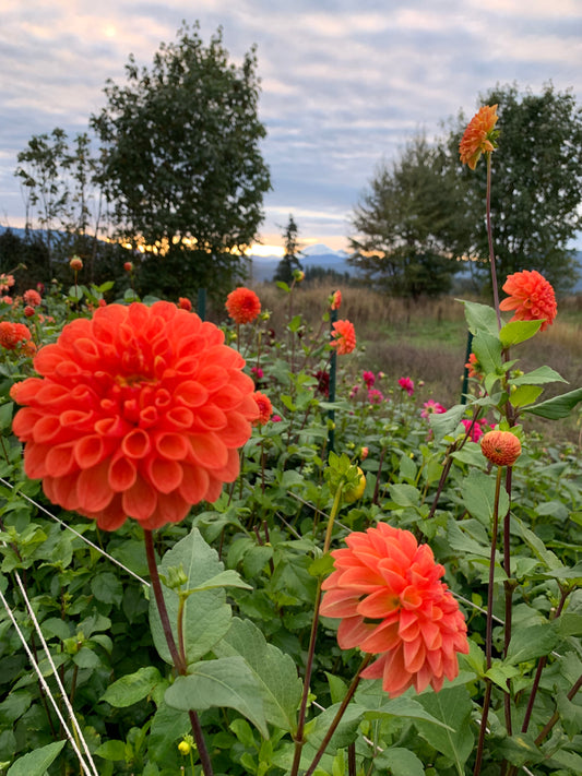 Mystery Orange