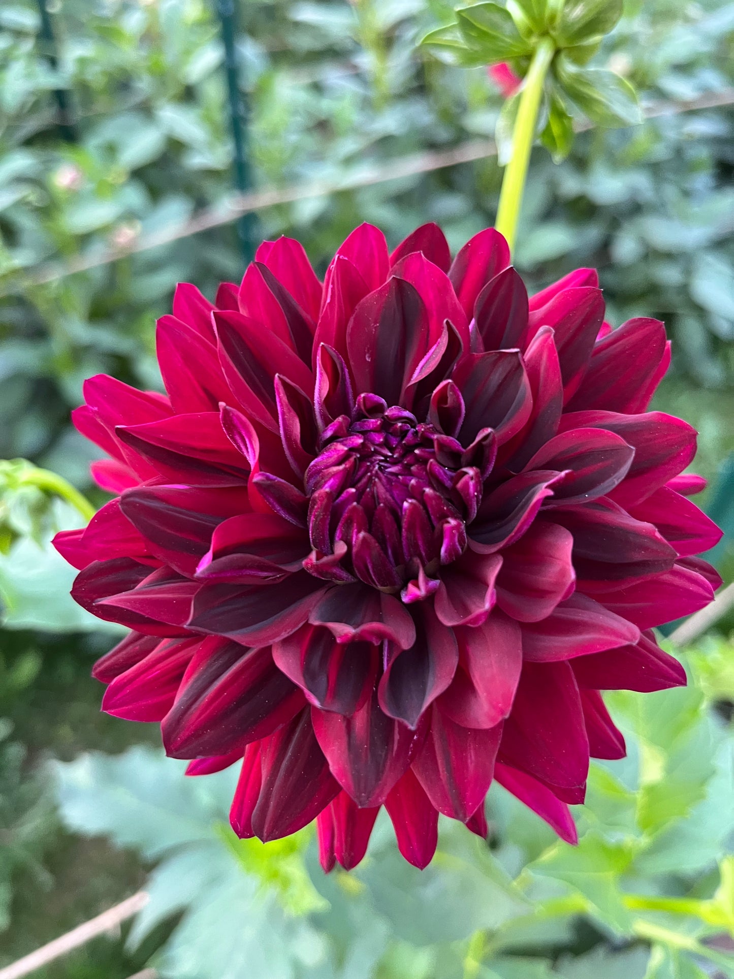 Hollyhill Black Beauty