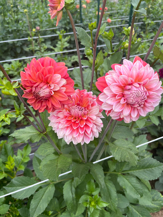 Apple Blossom Double