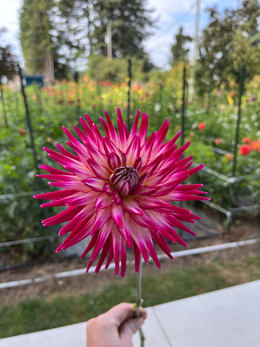 Hollyhill Starburst