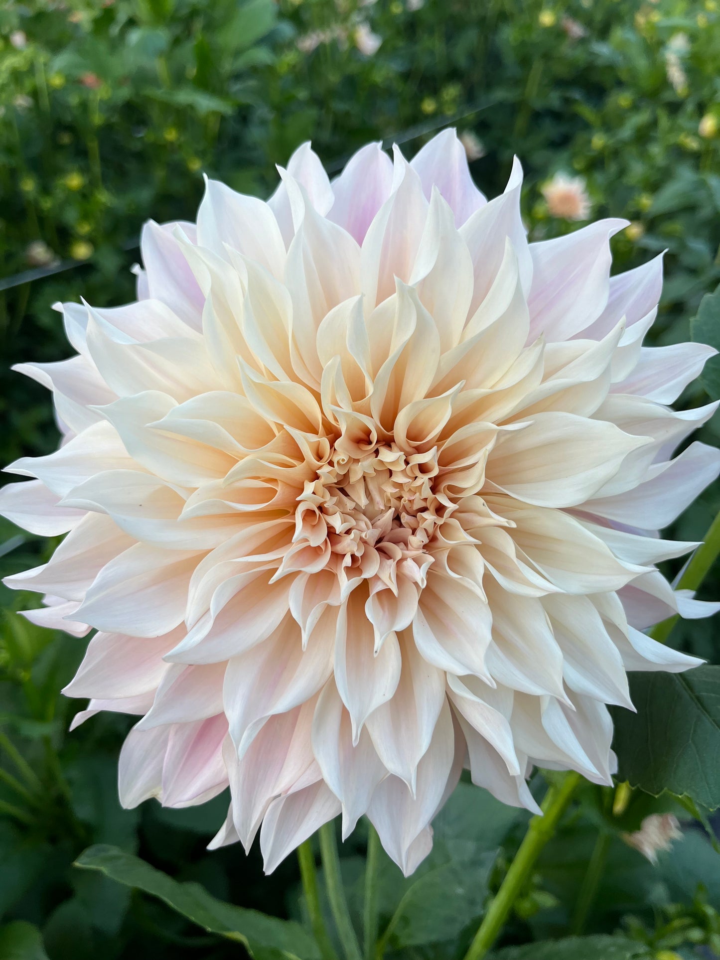 Cafe au Lait
