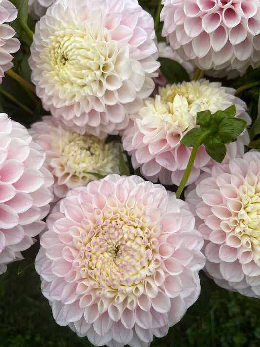 Pink Pearl